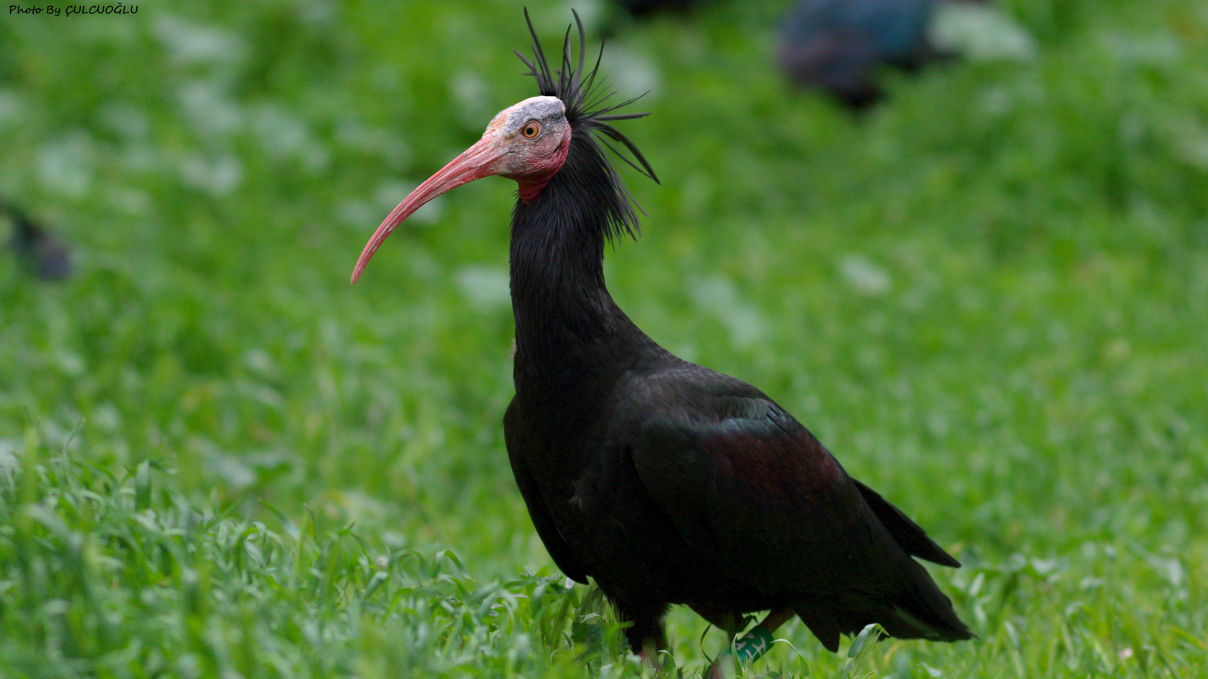 Northern Bald Ibis
